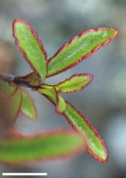 Veronica pentasepala. Stem apex showing leaves and leaf bud. Scale = 10 mm.
 Image: P.J. Garnock-Jones © Te Papa CC-BY-NC 3.0 NZ